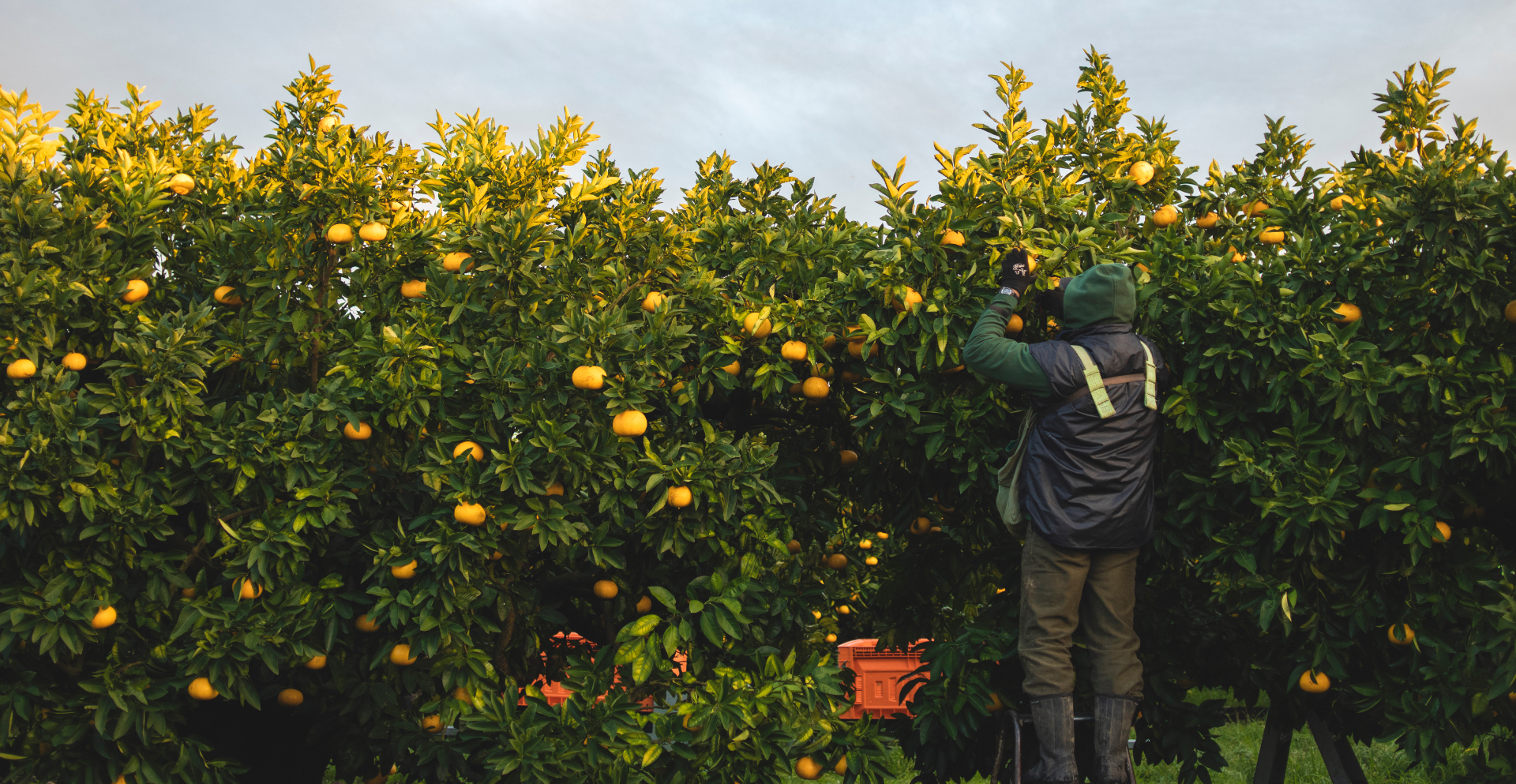 Horticulture Conference 2025