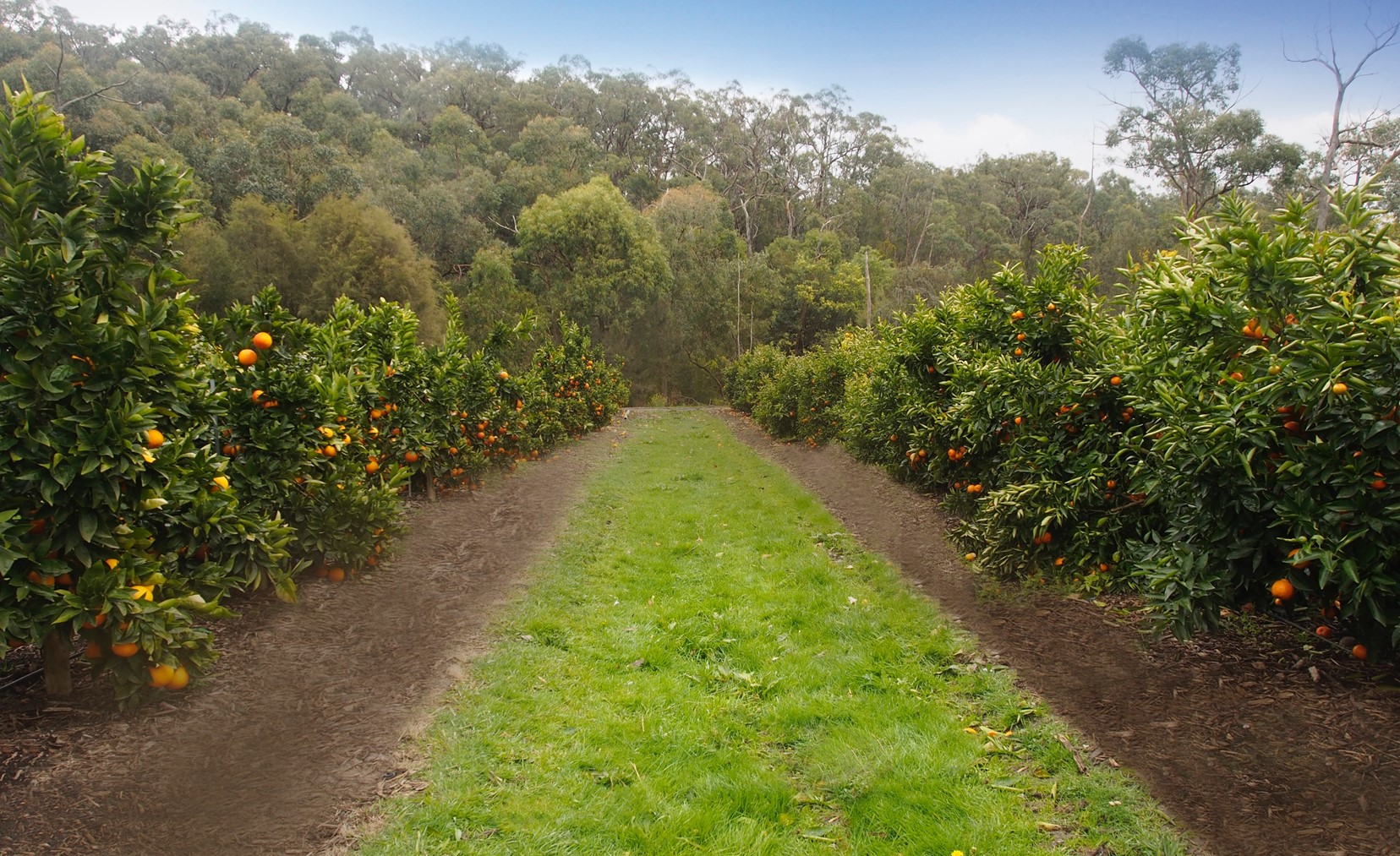 Cover cropping initiative – Citrus NZ sponsored project