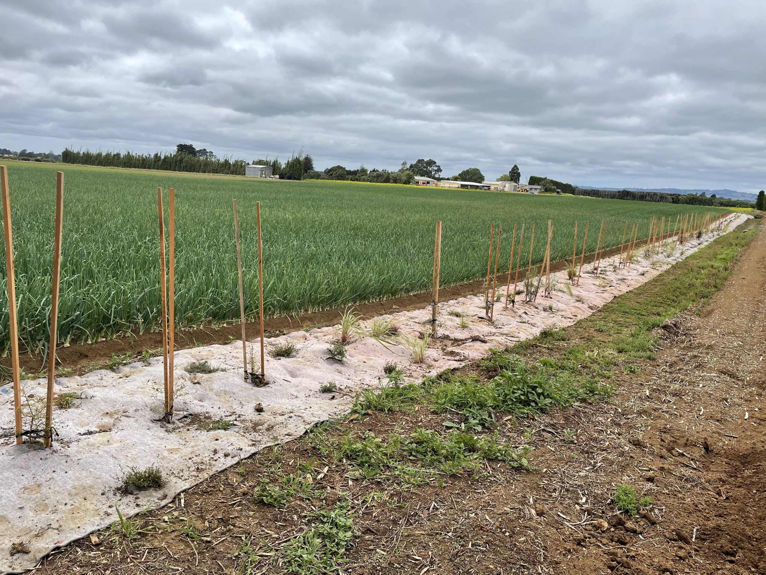 Boosting beneficials on vegetable farms