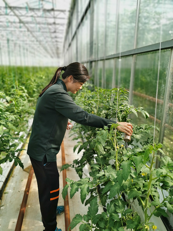 Native predators being trialled in greenhouse tomatoes