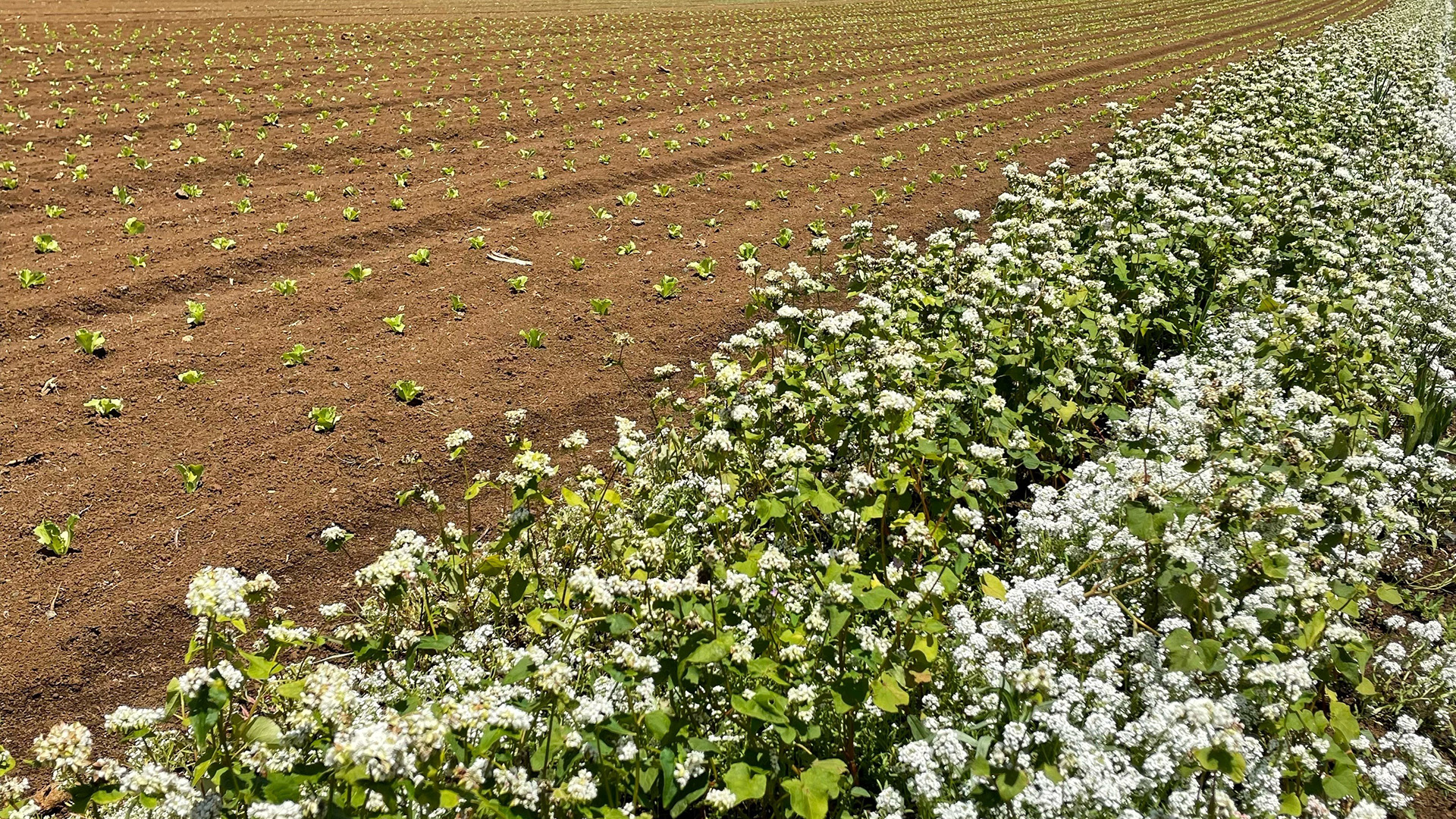 NZ Grower – Testing crop protection with native groundcovers