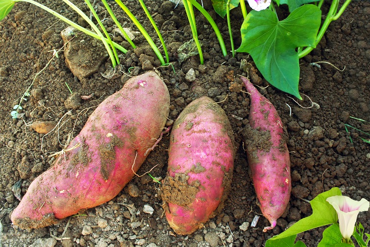 Control options sought for pest targeting kūmara crops