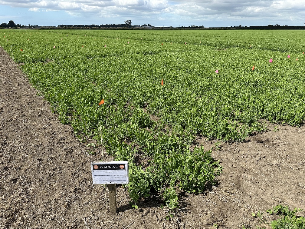 Trials seeking biological solutions for peas and beans