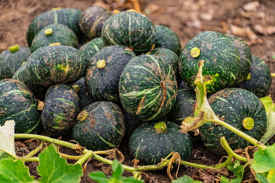 Squash findings relevant to other cucurbit growers