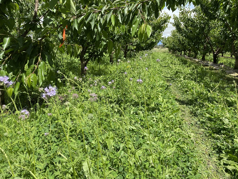 More beneficials, fewer herbicide sprays in understory project