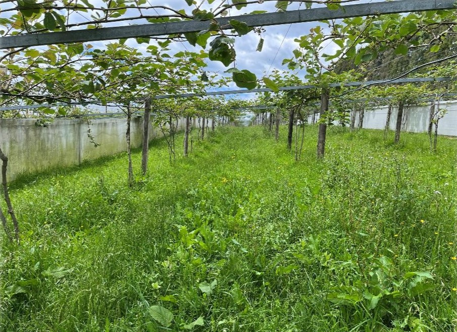 Cross sector knowledge contributes to kiwifruit understory project