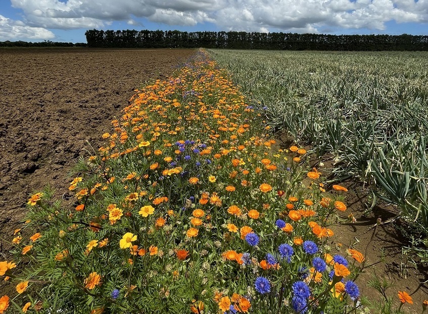 Sowing the seeds of last season’s knowledge gains