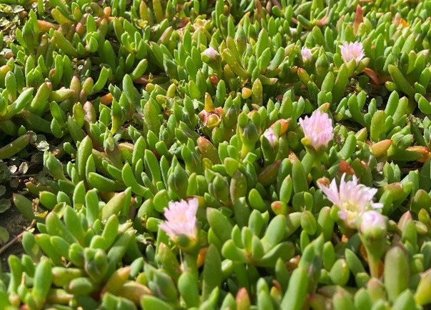 Natives provide food and shelter for beneficials