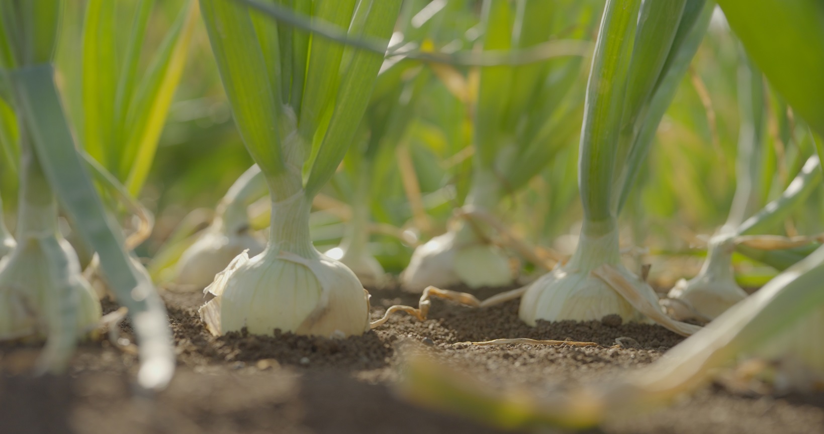 Onion thrips trials explore best insecticide practice