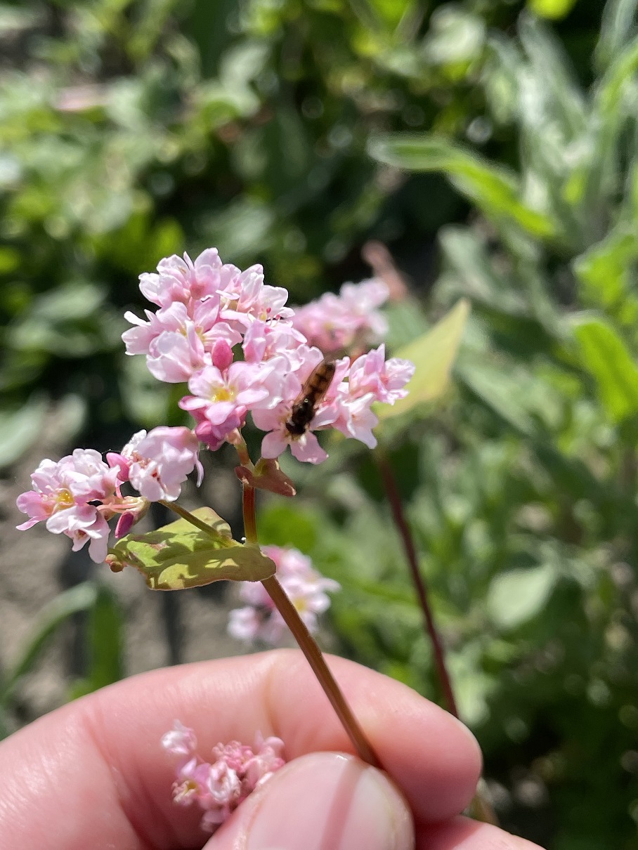 Regional learning growing biodiversity project knowledge