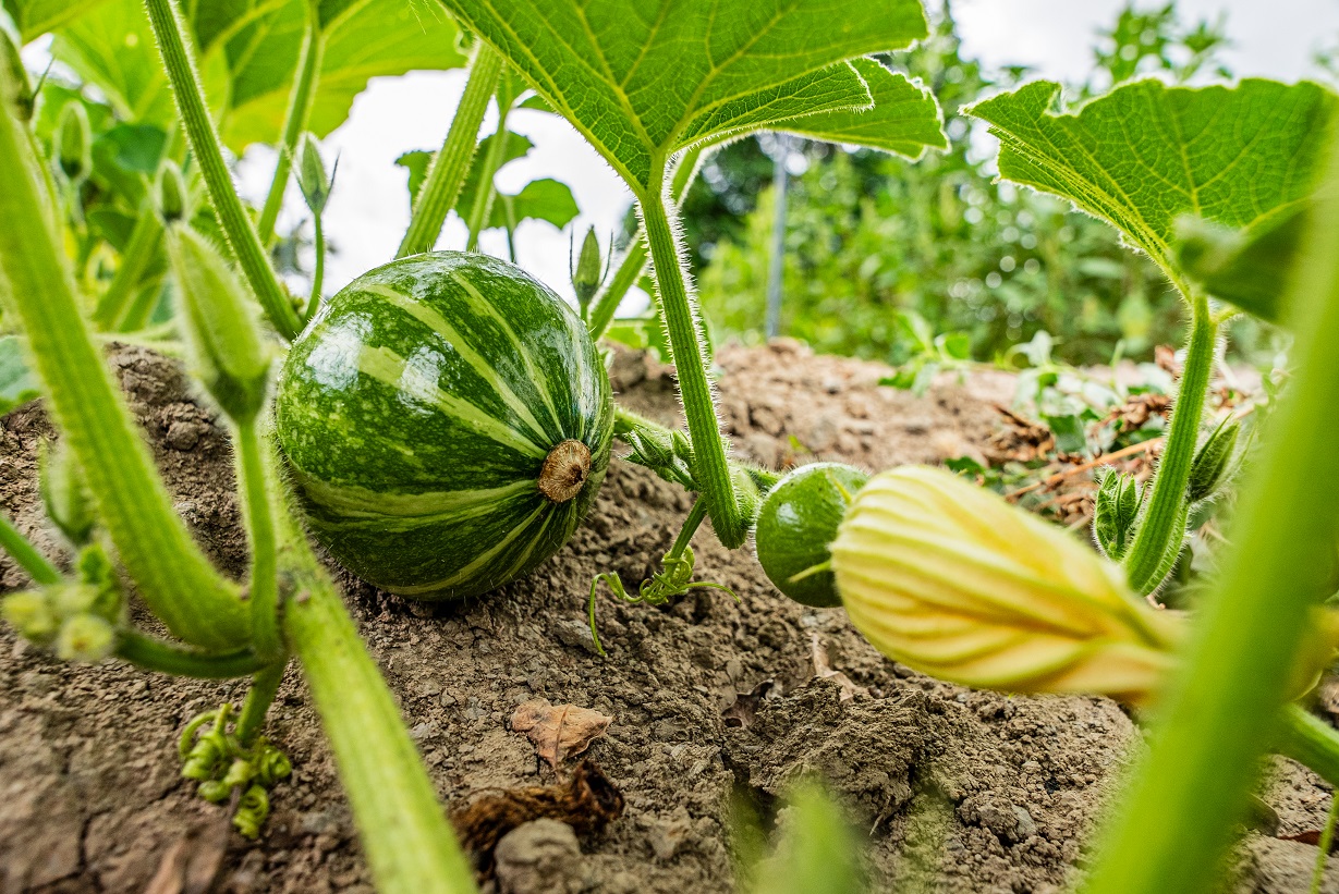 Growers show appetite for agroecological crop protection