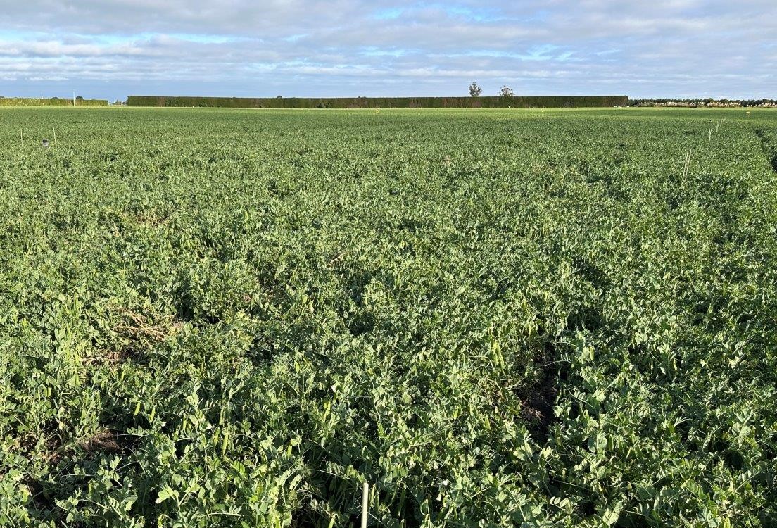 Biologicals show promise in peas and bean trials