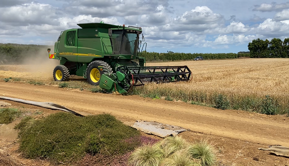 Beneficials manage aphids in spring barley